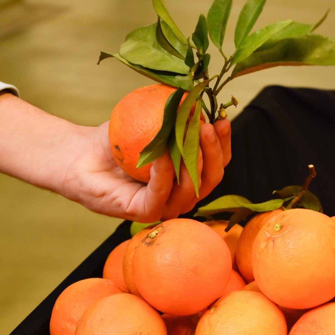 Semana da Laranja (1)