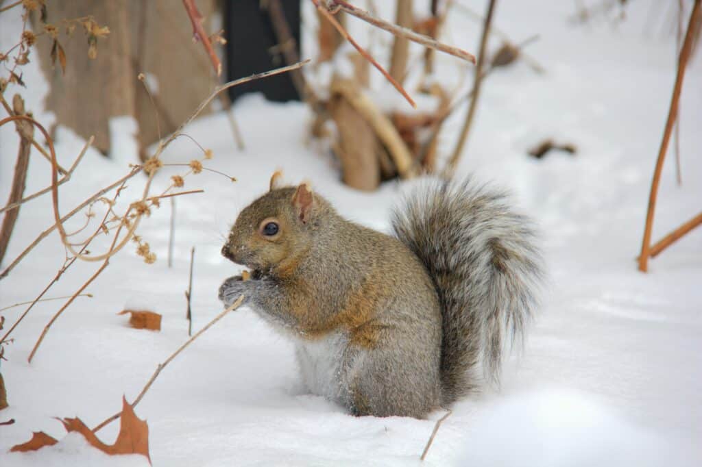 Squirrel (Ryan Gondoputro-unsplash)