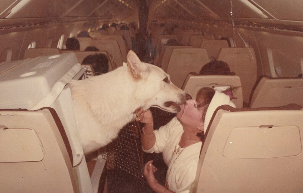 Swiss shepherd with owner on an CDG-JFK flight - November 1981