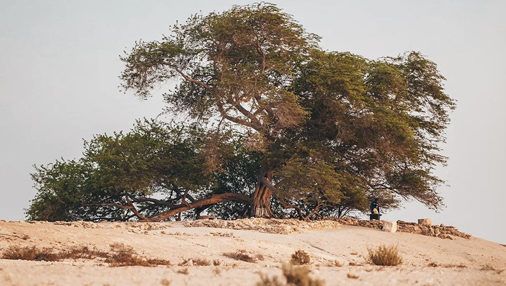 The Tree of Life, standing lush and green in the middle of Bahrain’s barren desert – Photo: BAHRAIN TOURISM