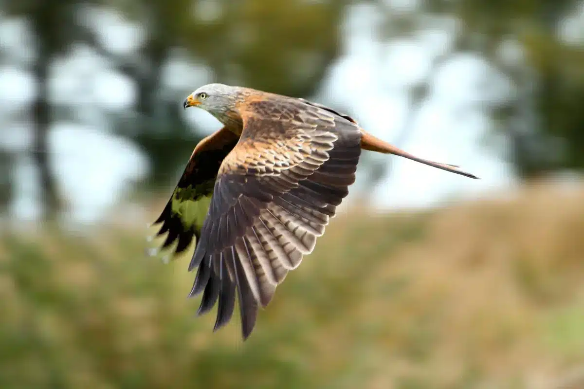 Red Kite