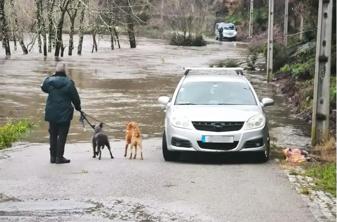 “Imminent threat of flooding” sees GNR rescue 25 dogs in Gondomar