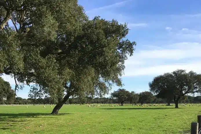 Lagoa Salgada, Alentejo