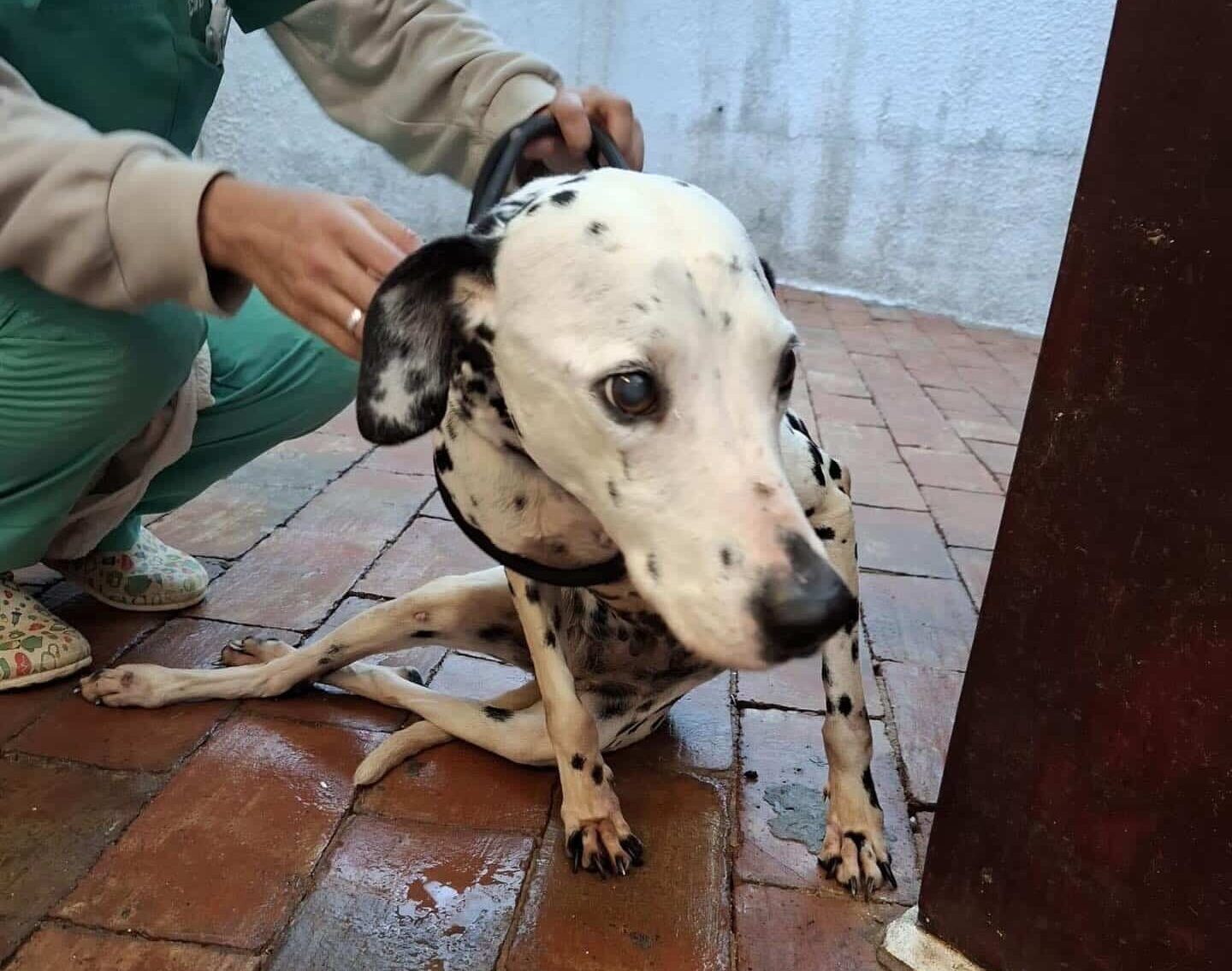 1 - Nala suffers from spondylosis and is no longer able to use her hind legs