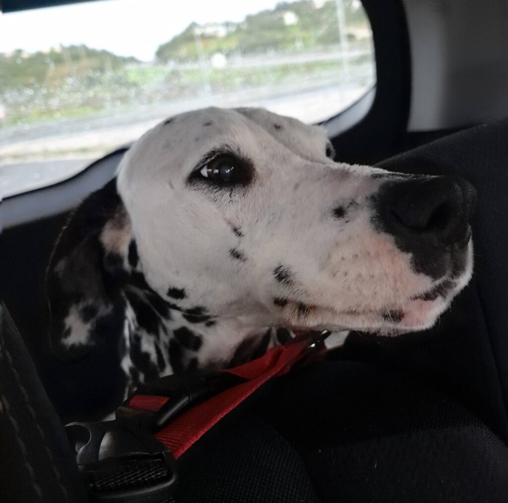 2 - At ARA, Nala will have better conditions to move around and receive more personalised care