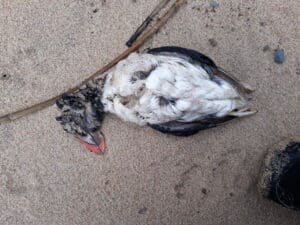 Hundreds of puffins washing up on Portuguese beaches