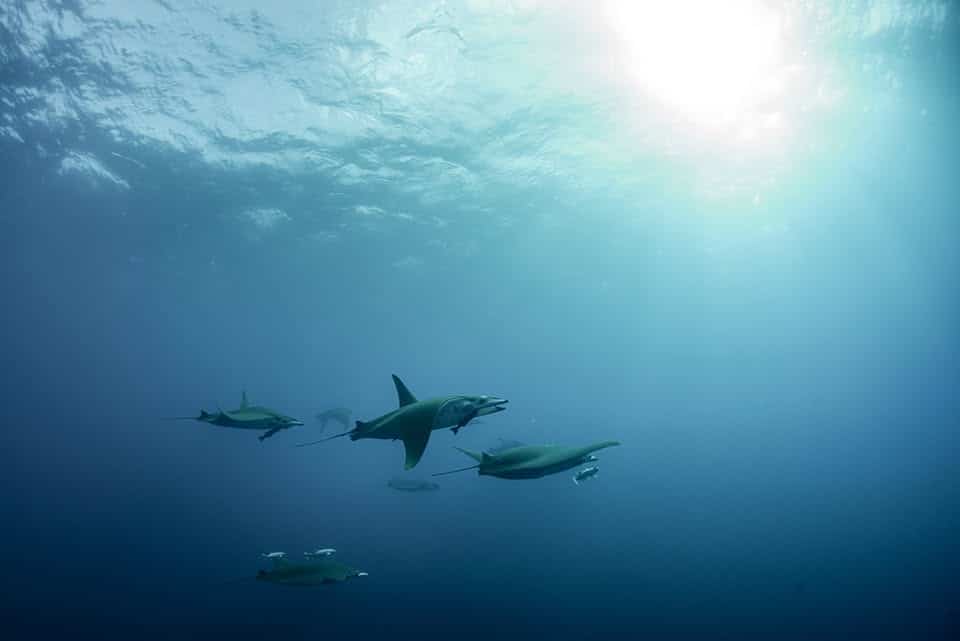 Oceano Azul Foundation