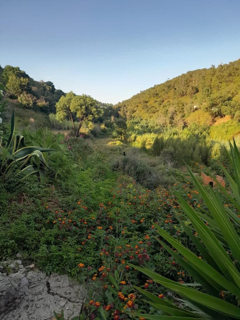 A Valley in Monchique