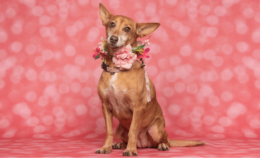 Valentine’s Day pet adoption drive at AlgarveShopping
