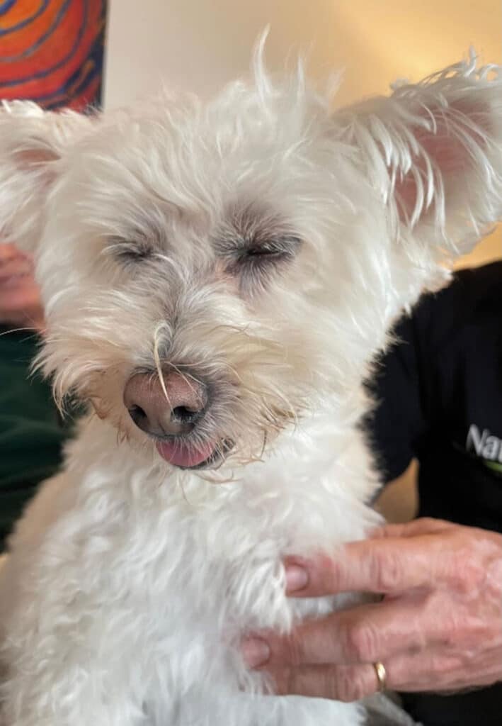 Animals and Reiki (2)