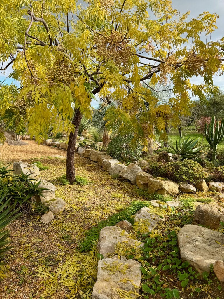 Autumn Algarve garden