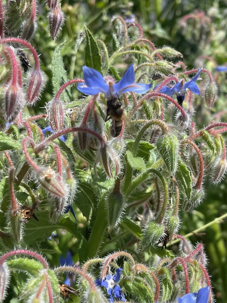 Bee and borage