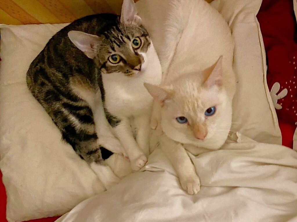 Bruno and Alice are looking for a home!