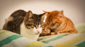 Eastern Algarve boroughs take control of local animal collection centre