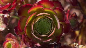 The smell of water… and other observations on my mediterranean garden in Portugal