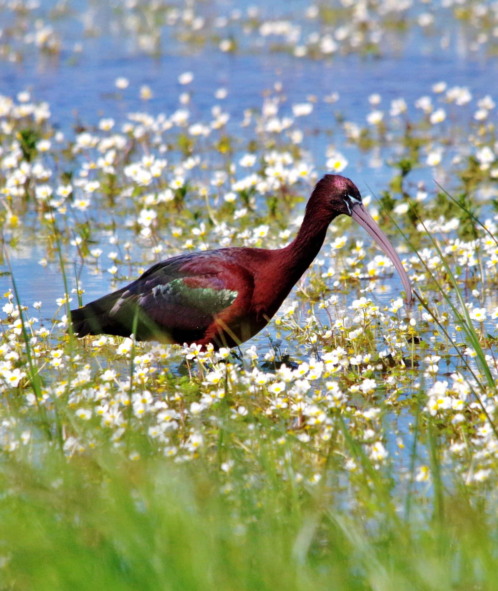 Petition to save Algarve wetland set for parliamentary debate