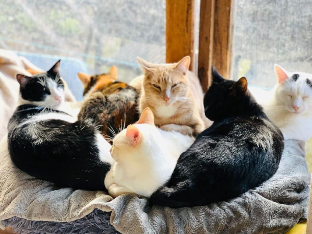 CCCA operates from its 10,000sqm Quinta dos Gatos facility in Porches