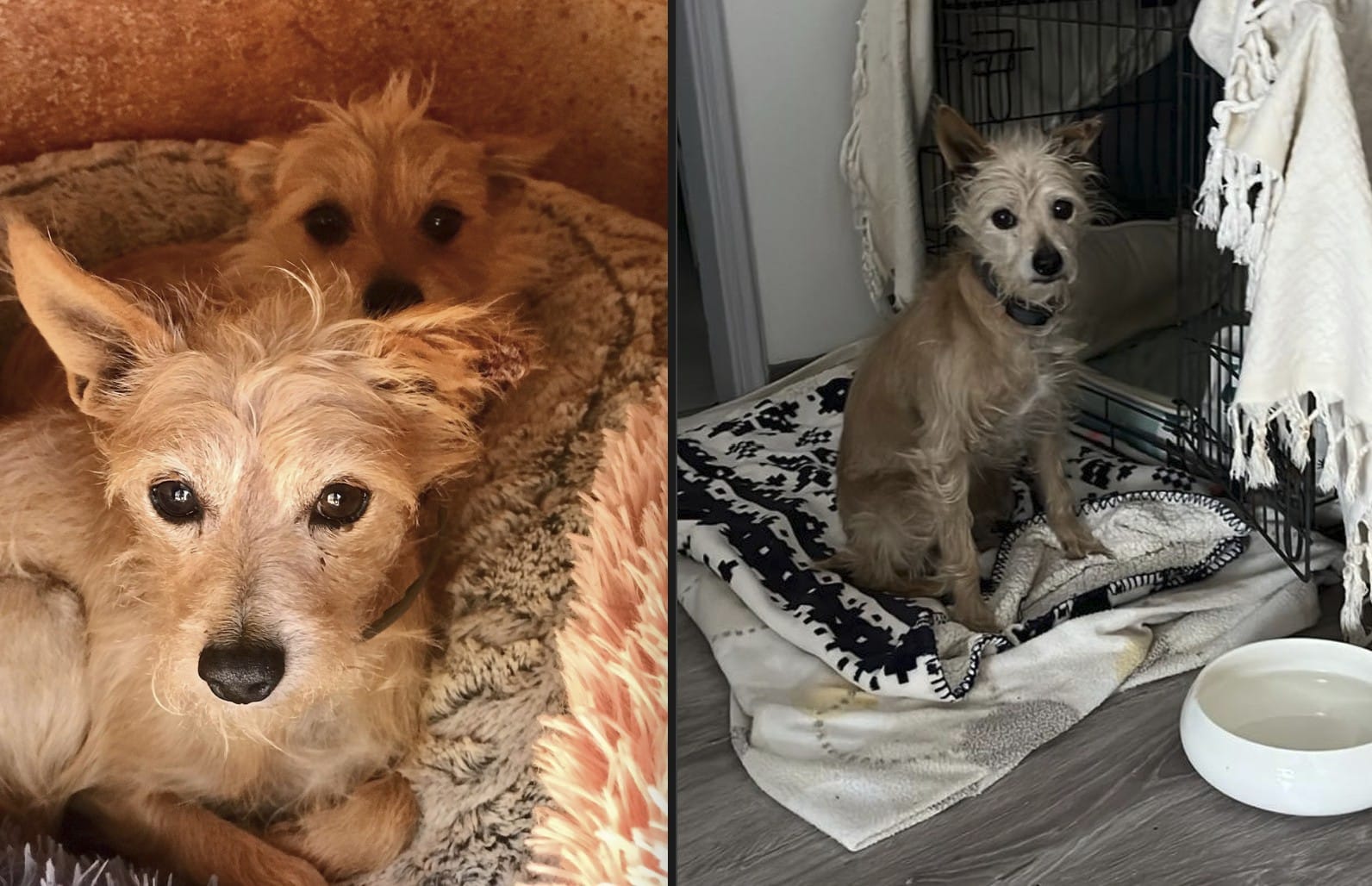 Jack and Daisy - web