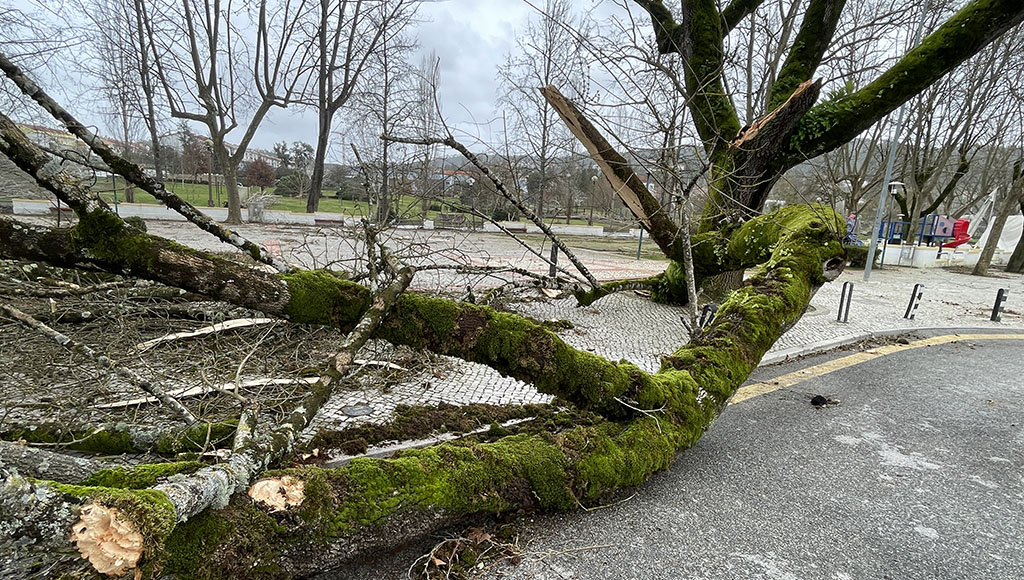 Extensive tree damage in the Jardim da Alameda da Carvalha, in Sertã