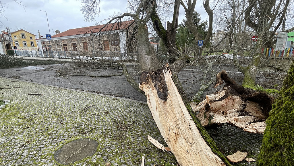 Extensive tree damage in the Jardim da Alameda da Carvalha, in Sertã