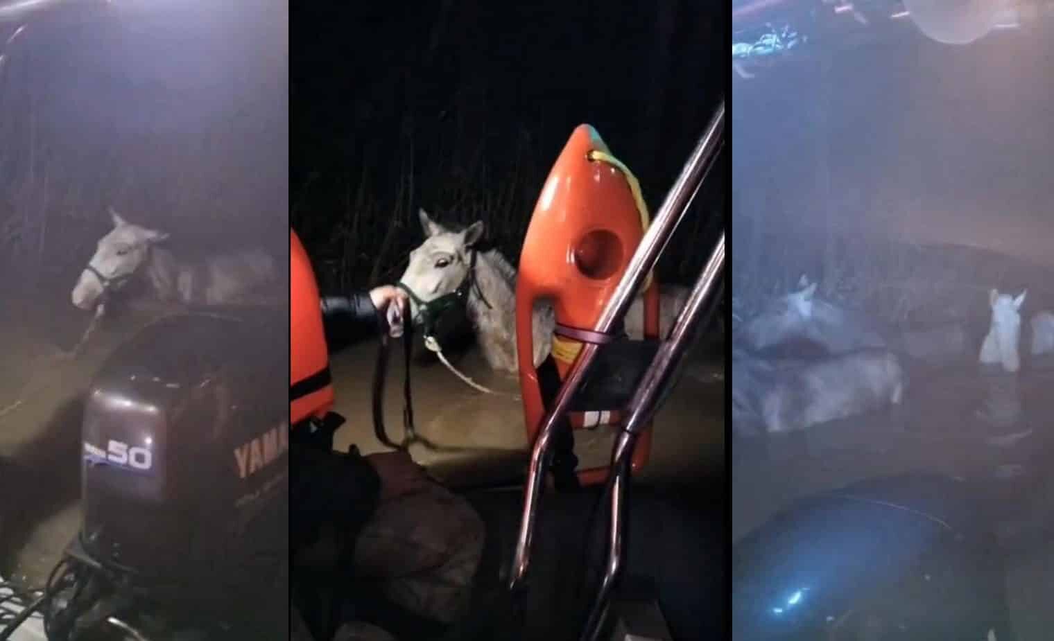 Samora Correia firefighters save four horses