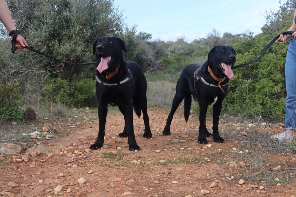 They adore human company