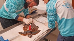 Surfers alert Zoomarine to turtle rescue in Sagres