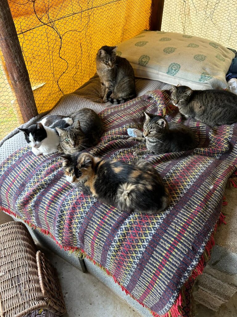 The shelter is currently housing 240 cats