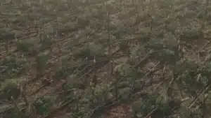 European agriculture commissioner visits storm-battered Leiria as region loses ‘calamity’ status