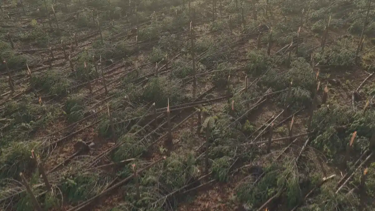 Leiria's famous pine forest (replanted following wildfires) was decimated once again in Storm Kristin: Image - SIC Notícias