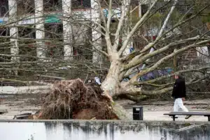 Leiria loses up to eight million trees in Storm Kristin