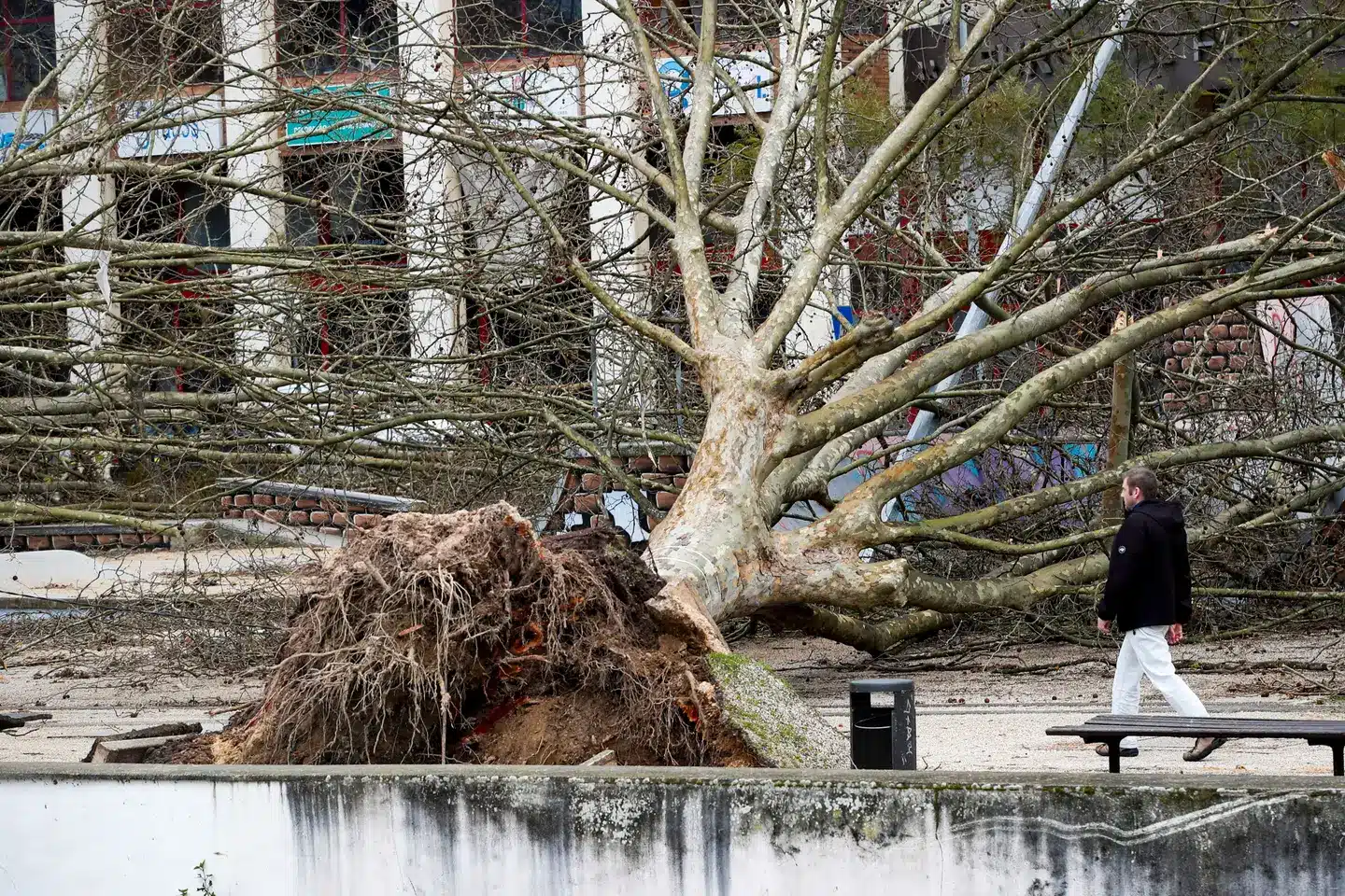 Just one of the millions of fallen trees in Leiria. Image: Paulo Cunha/ Lusa