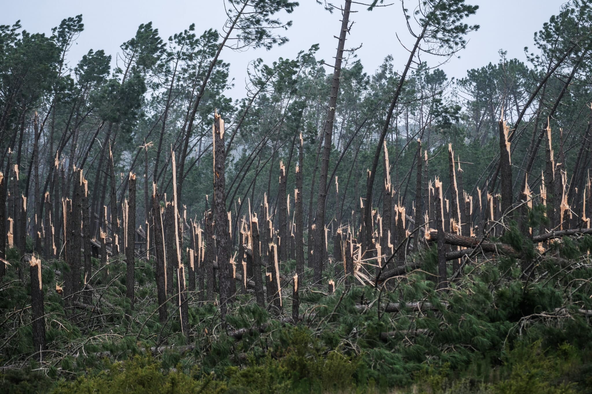 Storm Kristin left a trail of destruction among the pine trees in the Pataias forest, Alcobaça, last January - Photo: Carlos Barroso/Lusa