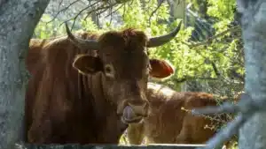 Algarve cattle considered extinct brought back from brink