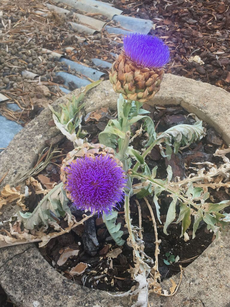 Artichoke gone to flower