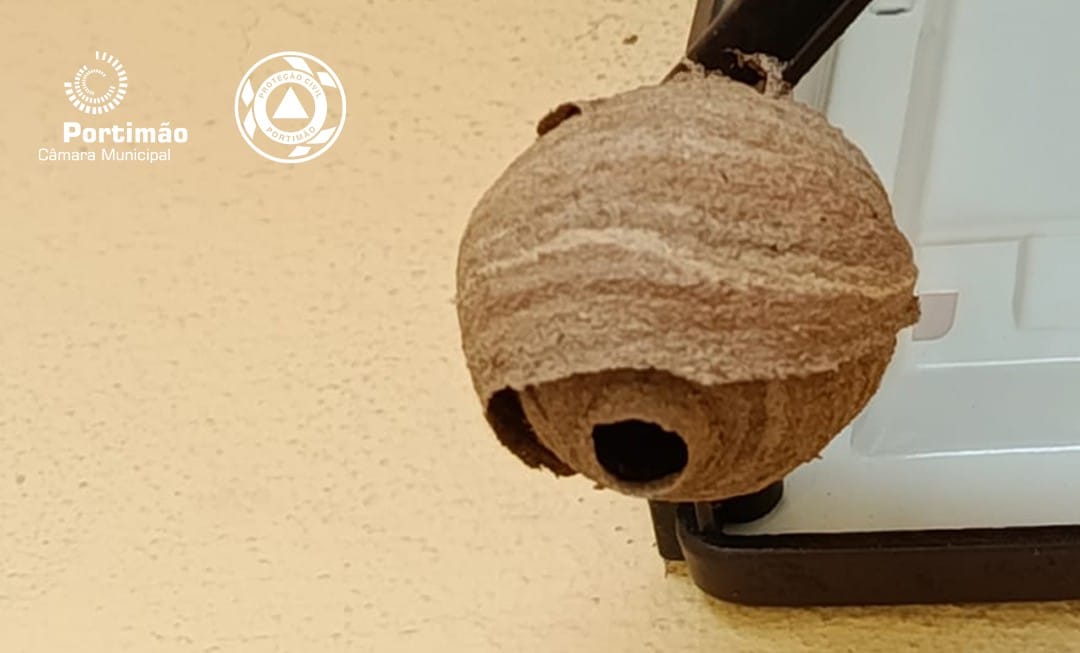 Asian hornet nests detected in Algarve