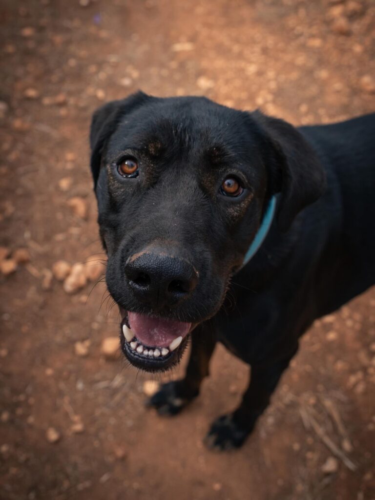 Banjo is a young, large-sized dog full of energy and personality!