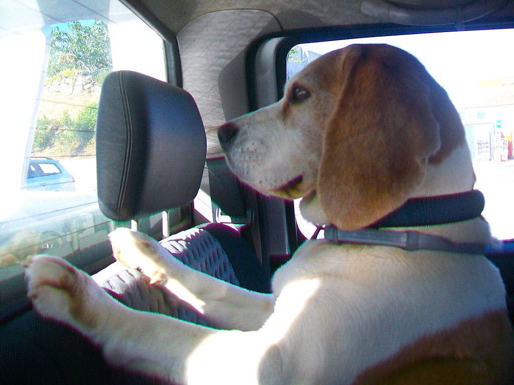 Beagle Ben - final journey in Nissan Navara