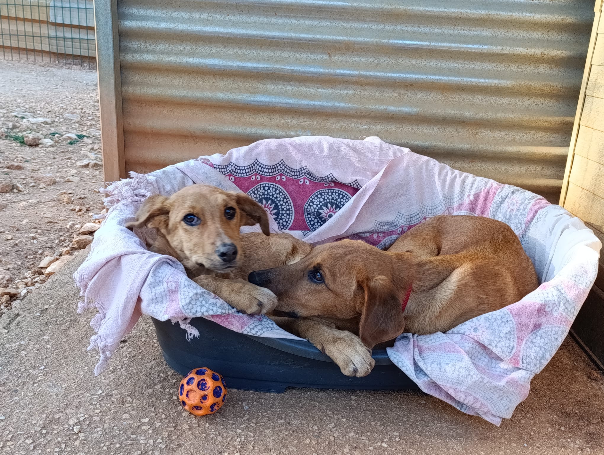 Buddy and Billy were recently found in Sargacal_