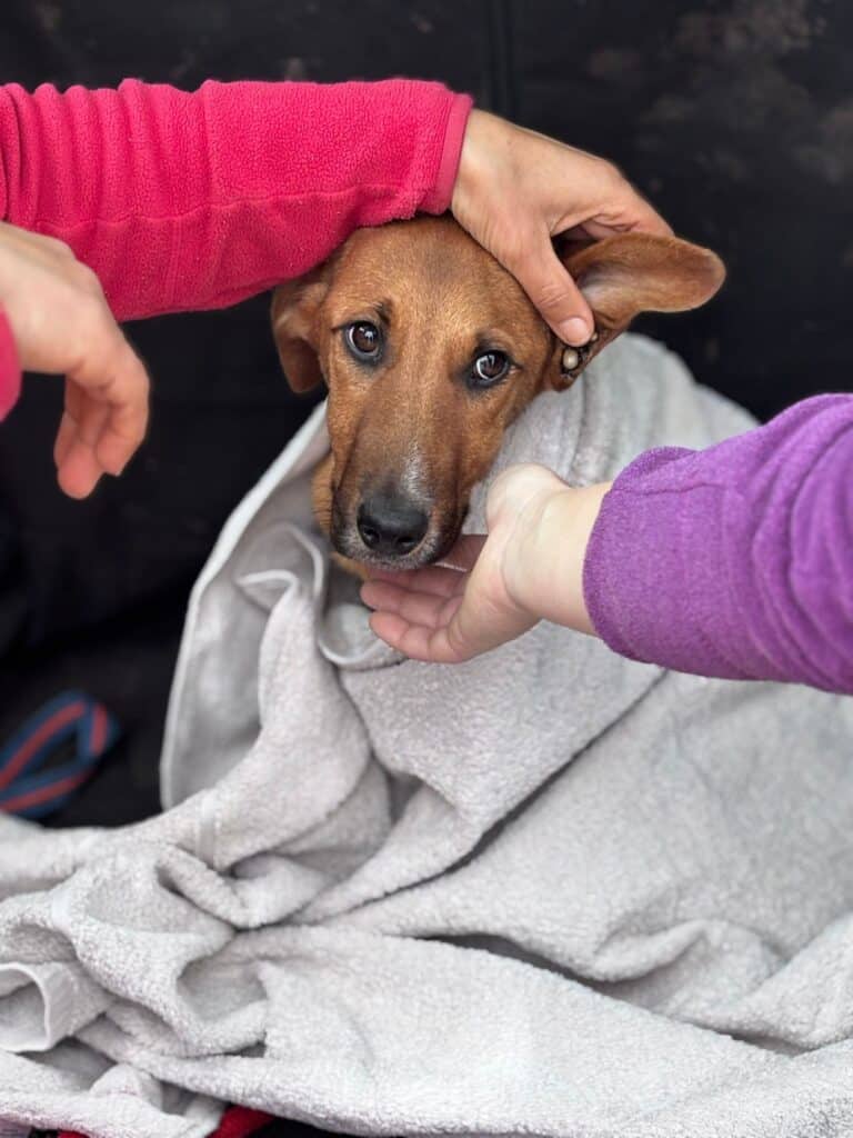 Buddy was rescued and is now in good care_