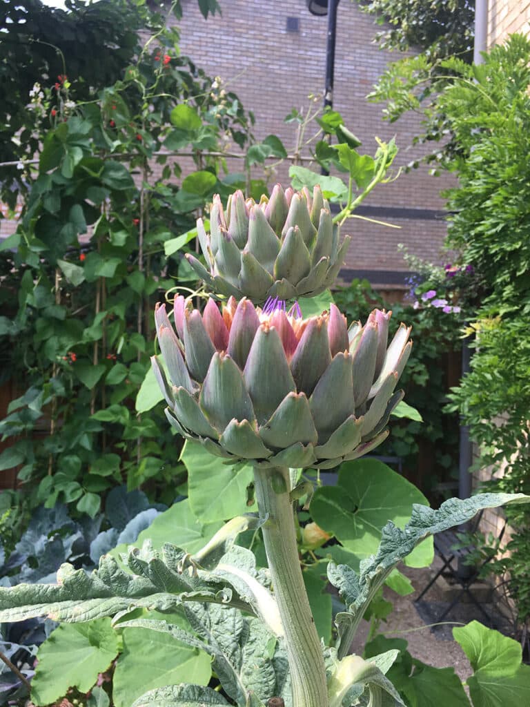 Cardoon