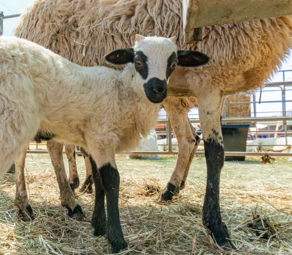 Churra lamb stays near mother