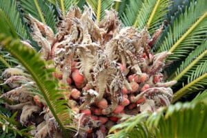 Pets in peril – poisonous plant warning!