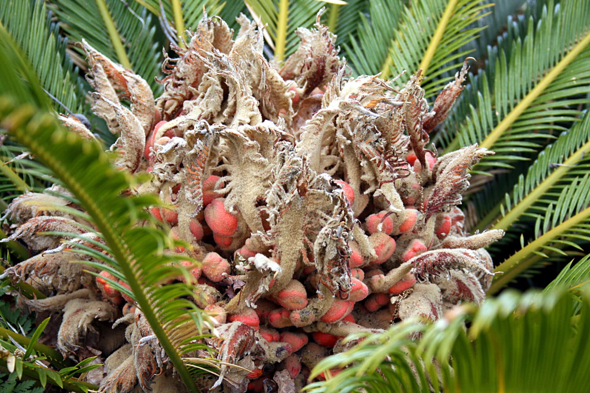 Cycas revoluta - Photo Hedwig Storch
