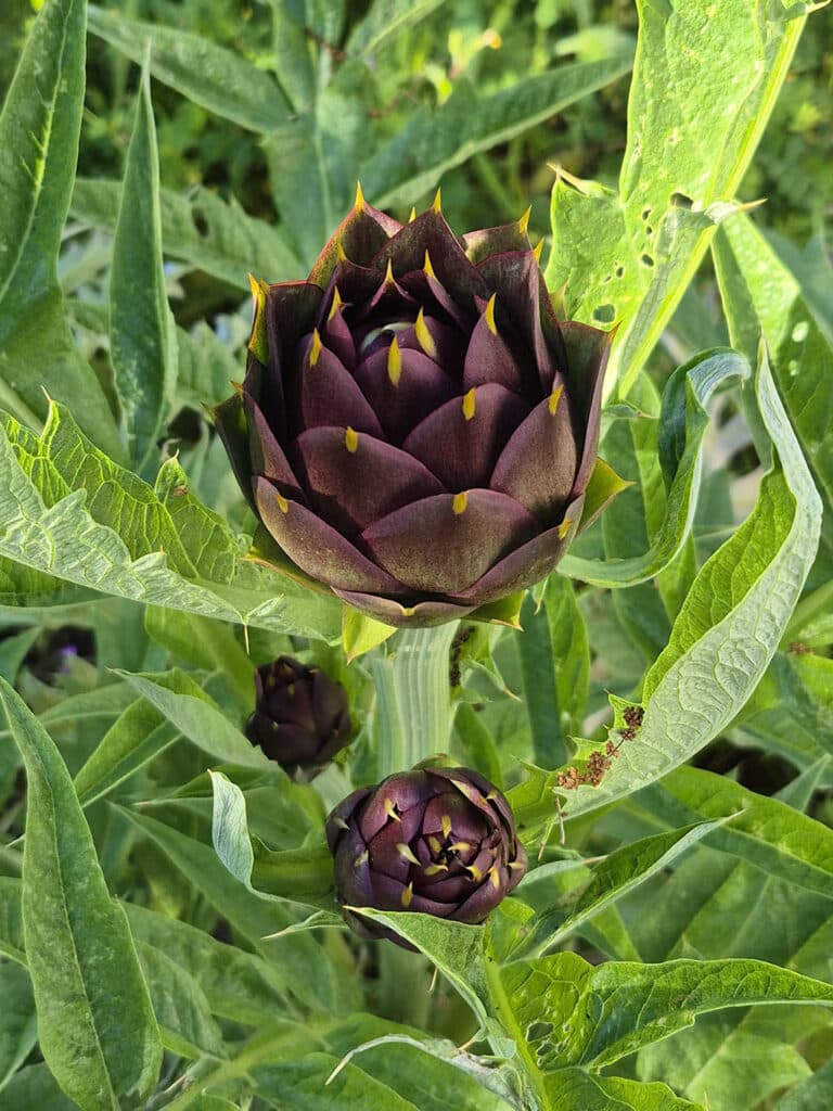 Darth Vader artichoke