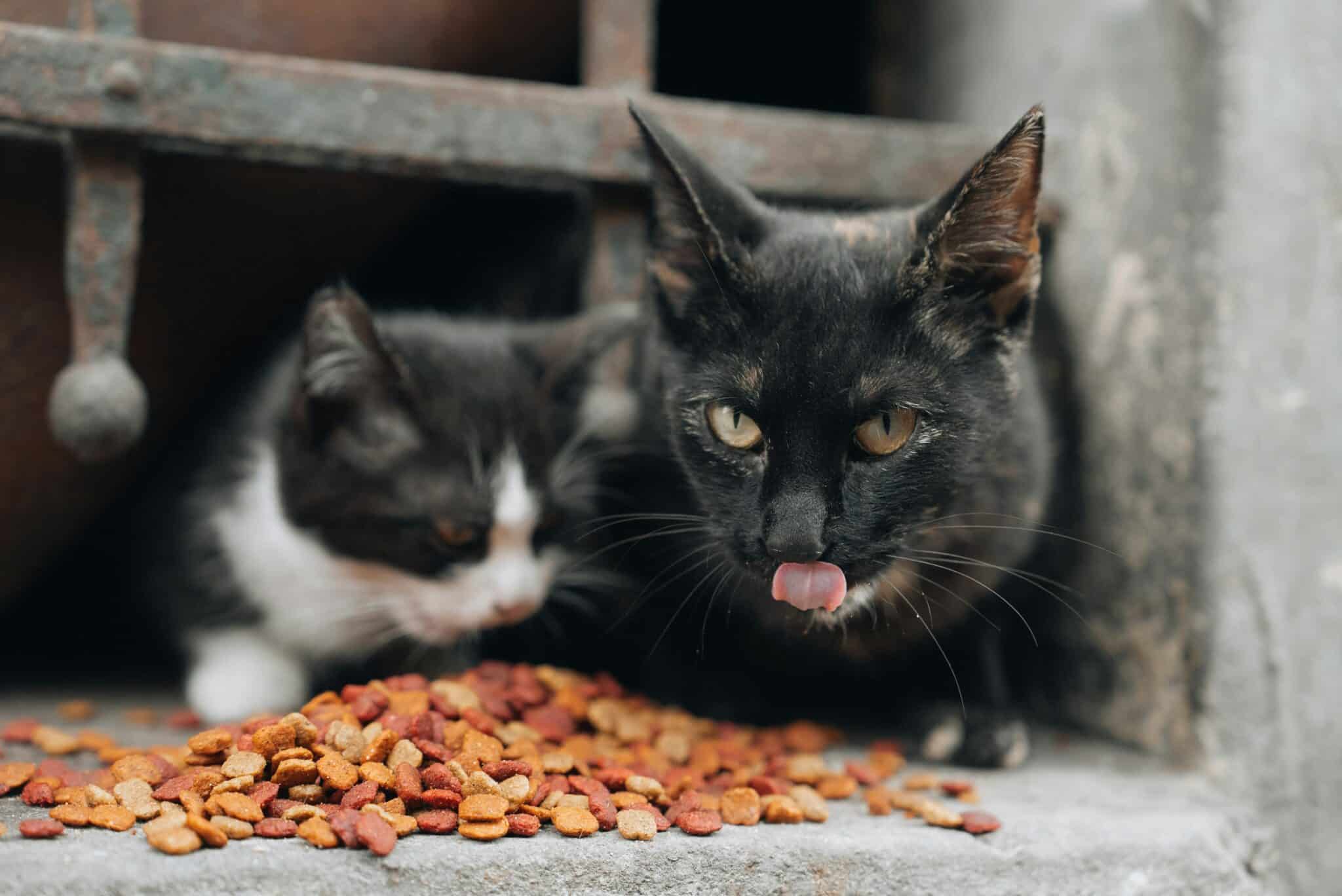 Feral cats (Nejc Soklic-unsplash)