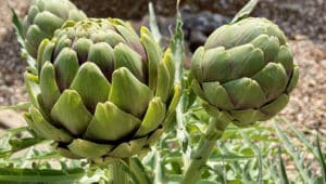 Artichokes: all about this interesting vegetable, which is actually a flower bud