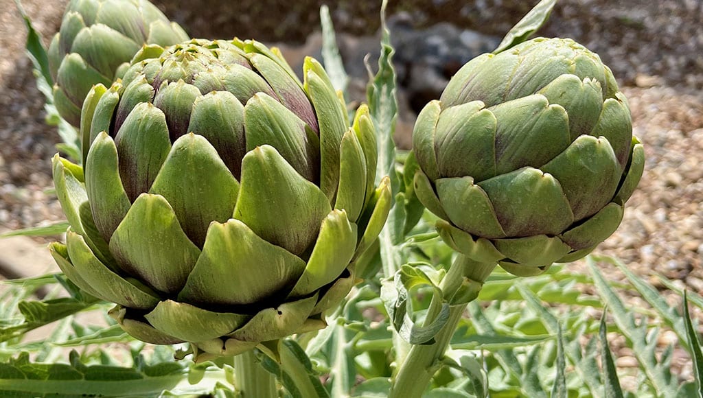 Green Globe artichoke