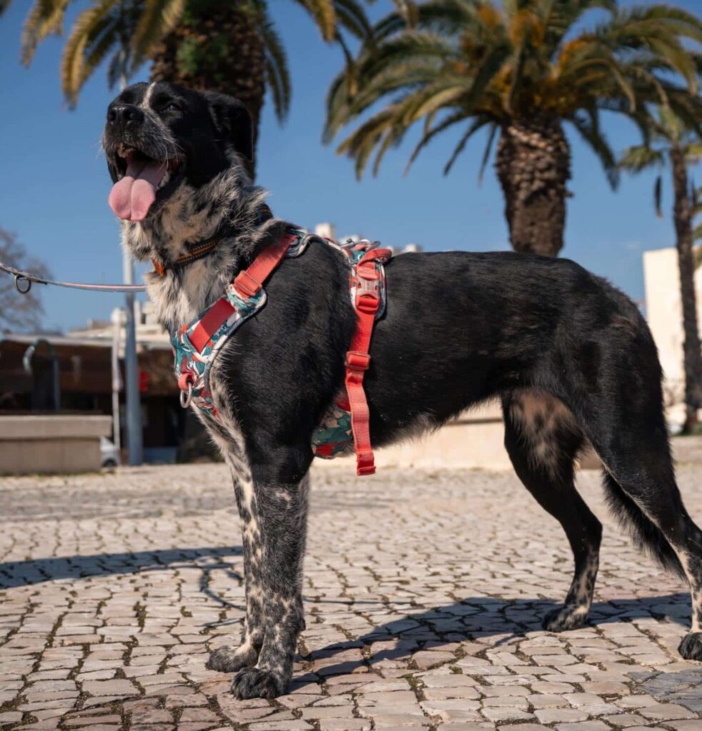 I am gentle and calm with other dogs and humans