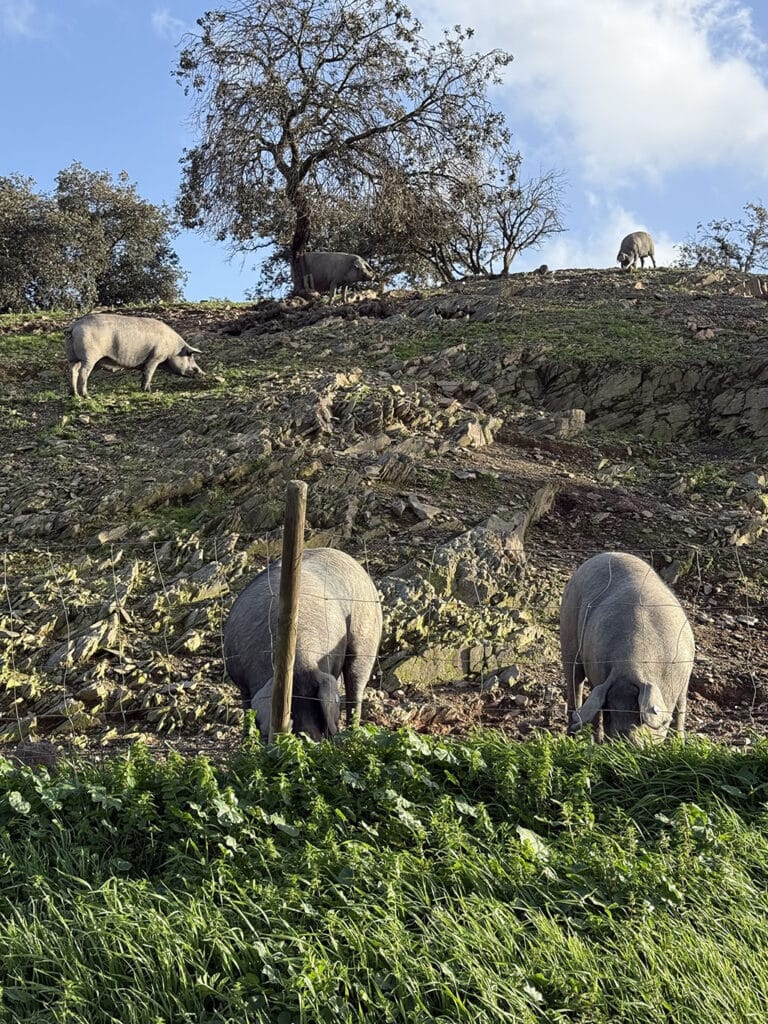 Iberian pigs roaming dehesa